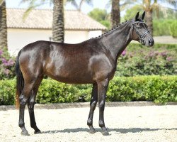 dressage horse Dark Rose de Fangar (Hanoverian, 2010, from Dancier)