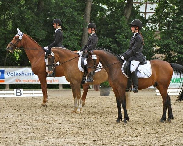 horse Sullyvan (German Riding Pony, 1998, from Zandheuvel's Sunny Boy)