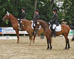 horse Sullyvan (German Riding Pony, 1998, from Zandheuvel's Sunny Boy)