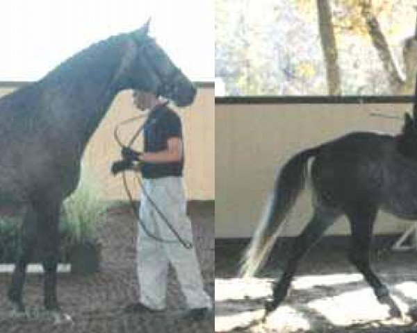 Pferd Zyclon (Trakehner, 2003, von Impressionist)