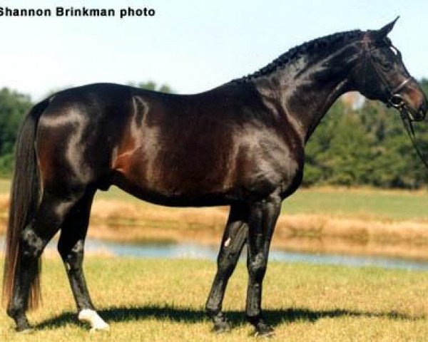 stallion Impressionist (Trakehner, 1993, from Hailo)