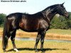 stallion Impressionist (Trakehner, 1993, from Hailo)