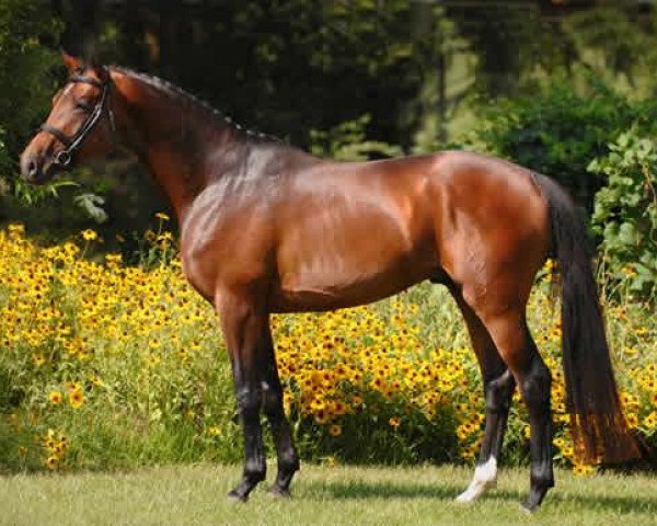 horse Imminence (Trakehner, 2004, from Beaujolais)