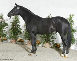 horse Illux (Trakehner, 2001, from Latimer)