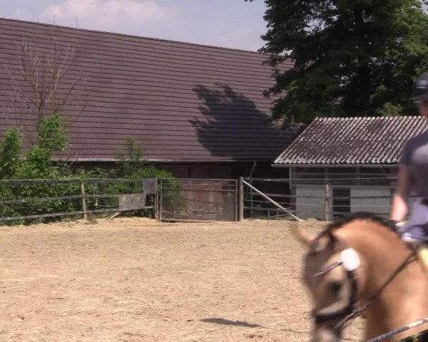Stutenleistungsprüfung Soest 2021