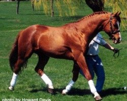 stallion Horizon (Trakehner, 1984, from Mahon)