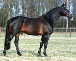 stallion Mozart (Trakehner, 1973, from Gunnar)