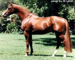 stallion Feuertänzer (Trakehner, 1996, from Martini)