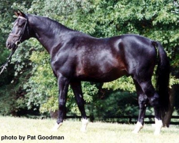 stallion Insterfuerst (Trakehner, 1983, from Enrico Caruso)