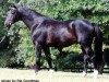 stallion Insterfuerst (Trakehner, 1983, from Enrico Caruso)