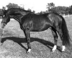 horse Emeer (Trakehner, 1985, from Habicht)