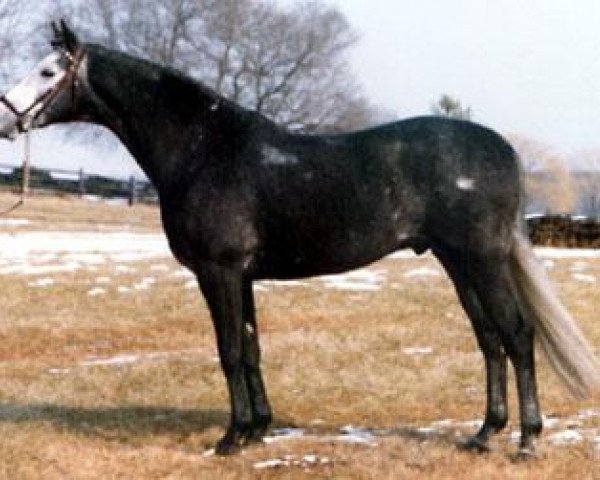 stallion Donetz (Trakehner, 1972, from Erzsand)