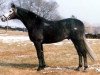 stallion Donetz (Trakehner, 1972, from Erzsand)