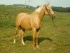 horse Habanna (German Riding Pony, 1972, from Hajil)
