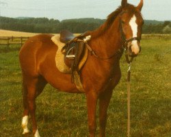 broodmare Algund (German Riding Pony, 1980, from Alryd)