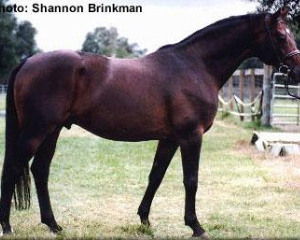 stallion Beaujolais (Trakehner, 1987, from Karon)