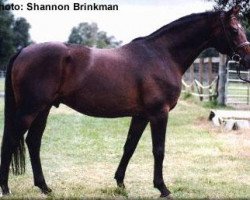 Deckhengst Beaujolais (Trakehner, 1987, von Karon)