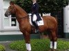 stallion Arlington (Trakehner, 1988, from Ravel)