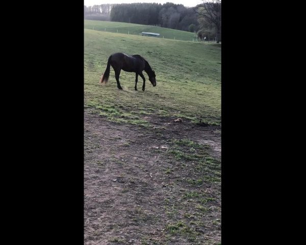 Video of Flicka