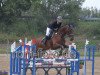 jumper Atlanta (Oldenburg show jumper, 2005, from Amman)