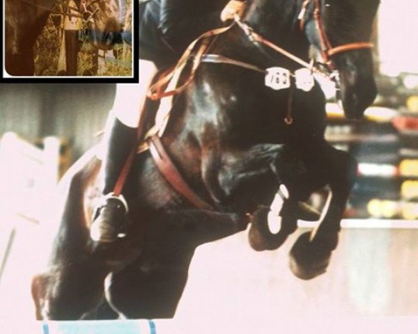 horse Gammon 48 (Hanoverian, 1989, from Glockenklang)