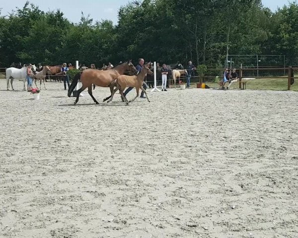 Video of Go For Golden Gustav