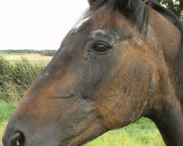 broodmare Dhana (Westphalian, 1983, from Don Juan)