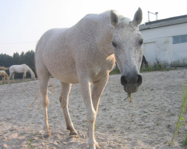 broodmare Mimika 1978 ox (Arabian thoroughbred, 1978, from Muscat 1971 ox)