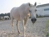 broodmare Mimika 1978 ox (Arabian thoroughbred, 1978, from Muscat 1971 ox)