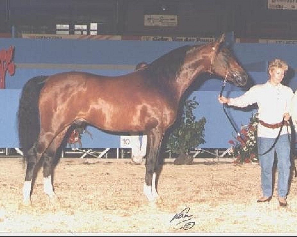 stallion Almaz 1981 ox (Arabian purebred, 1981, from Naftalin 1977 ox)