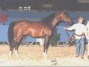 stallion Almaz 1981 ox (Arabian thoroughbred, 1981, from Naftalin 1977 ox)
