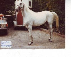 broodmare Moneta 1969 ox (Arabian thoroughbred, 1969, from Lak 1960 ox)