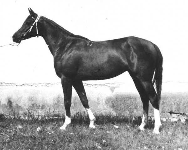 broodmare Bukva 1982 ox (Arabian thoroughbred, 1982, from Moment 1969 ox)