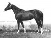 broodmare Bukva 1982 ox (Arabian thoroughbred, 1982, from Moment 1969 ox)