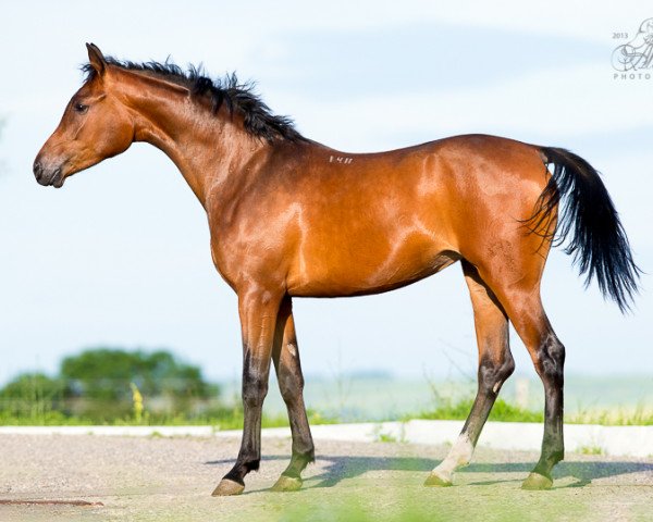 broodmare Bonadea Tersk 2011 ox (Arabian thoroughbred, 2011, from Nitagor 2001 ox)