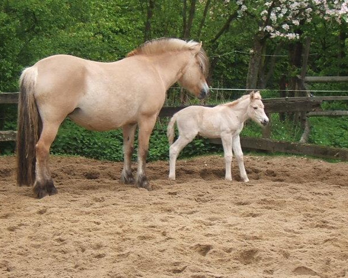 broodmare Sola III (Fjord Horse, 1984, from Mendoza)