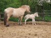 broodmare Sola III (Fjord Horse, 1984, from Mendoza)