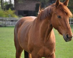 dressage horse Lilli Marleen (Hanoverian, 2009, from Labiat)