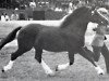 stallion Synod Ranger (Welsh-Cob (Sek. D), 1975, from Synod William)