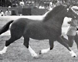 stallion Synod Ranger (Welsh-Cob (Sek. D), 1975, from Synod William)