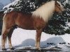 stallion Midas-Hanja (1,57% ox) (Edelbluthaflinger, 1990, from Midas-Clarina)