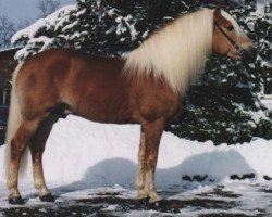 stallion Midas-Hanja (Edelbluthaflinger, 1990, from Midas-Clarina)