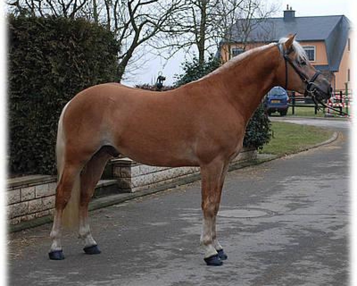 Deckhengst Acinsano BE (Haflinger, 2006, von A-Darvin)