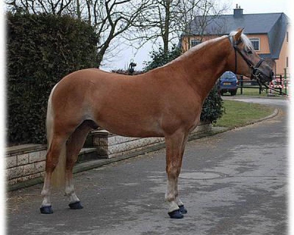 stallion Acinsano BE (Haflinger, 2006, from A-Darvin)