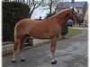 stallion Acinsano BE (Haflinger, 2006, from A-Darvin)