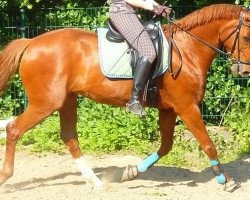 dressage horse Nanu 133 (Hanoverian, 2001, from Wiener Domspatz I)