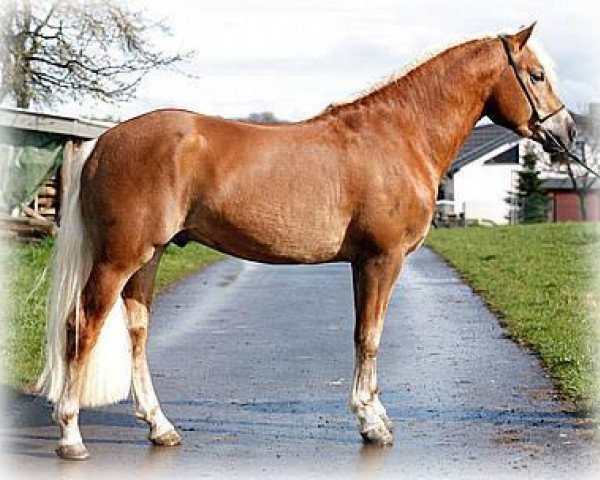 horse Agitano BE (Haflinger, 2005, from A-Darvin)