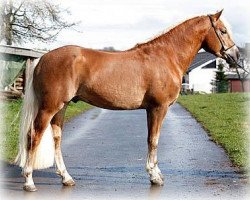 Pferd Agitano BE (Haflinger, 2005, von A-Darvin)