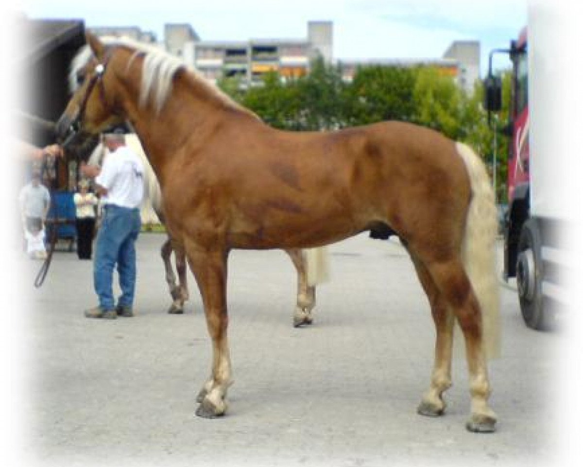 stallion Steinberg (Haflinger, 1996, from 1517 Strato)