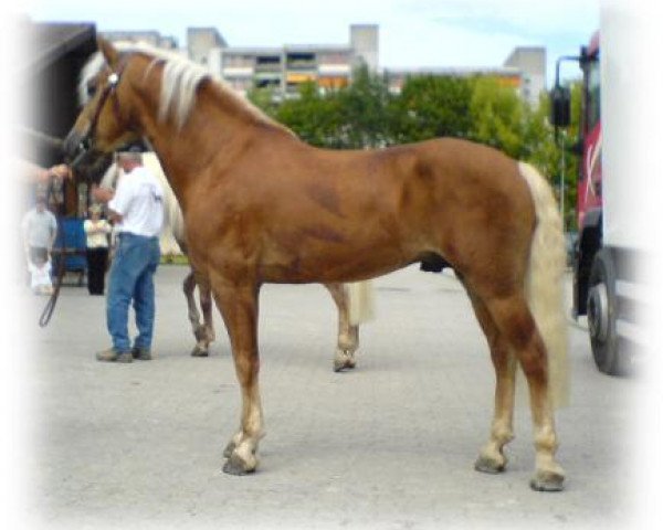 stallion Steinberg (Haflinger, 1996, from 1517 Strato)